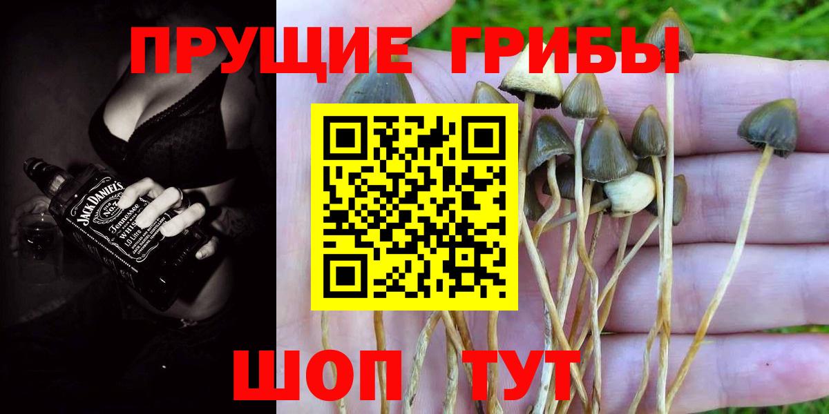 Карабулак  Псилоцибиновые грибы ЛСД  наркота  Вход с VPN  Галлюциногенные грибы Psilocybine cubensis 